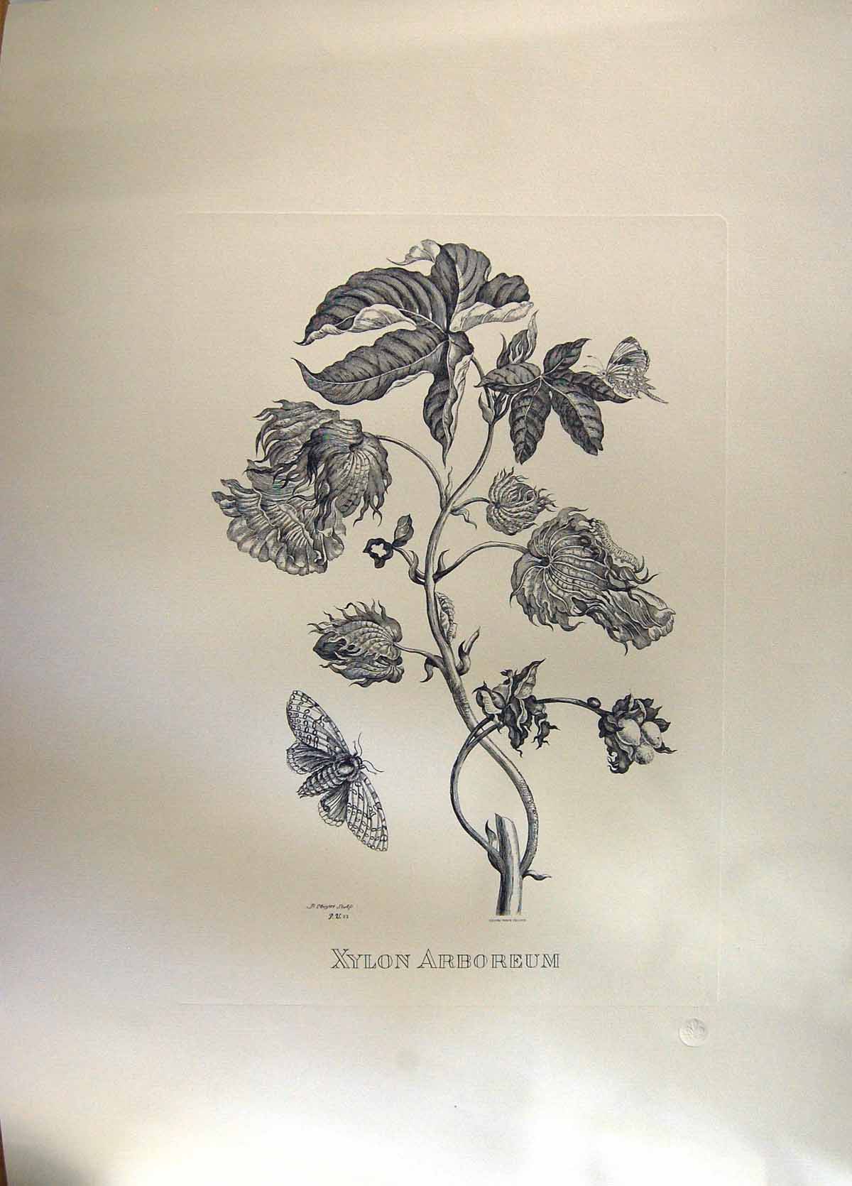 Old Antique Print Restrike Xylon Arboreum Large Botanical P Huyter Sculp