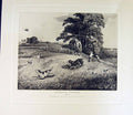 Original Old Antique Print Restrike Partridge Shooting *3 By Alk