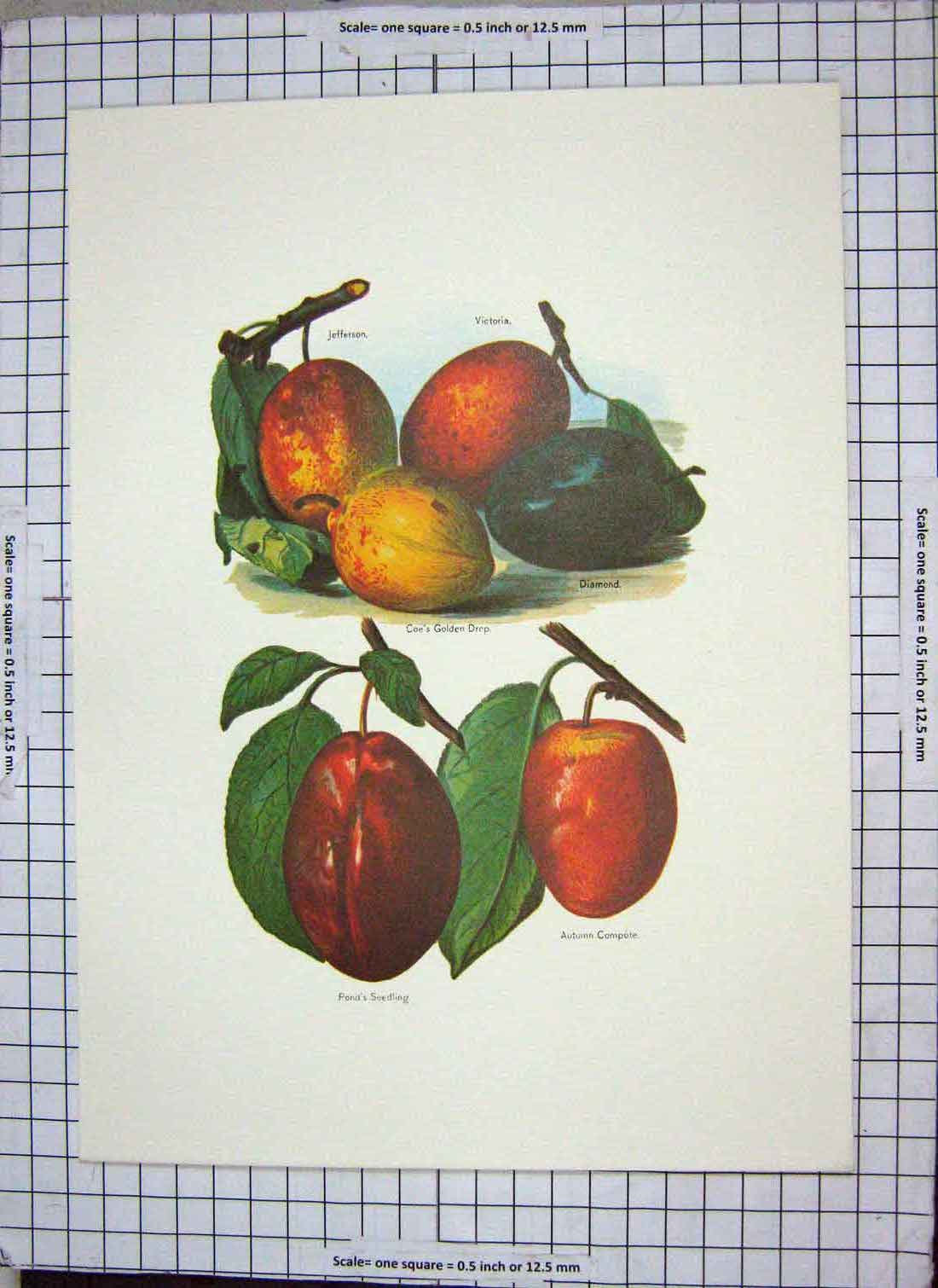 Old Print Restrike Plumbs Victoria Diamond Ponds Seedling Autumn Compote