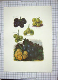 Old Print Restrike Grapes Prince Muscat Royal Muscadine Chasselas Vibert