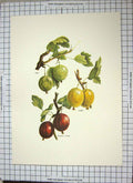 Old Antique Print Restrike Goosesberry Angler Leveller Whinhams Industry