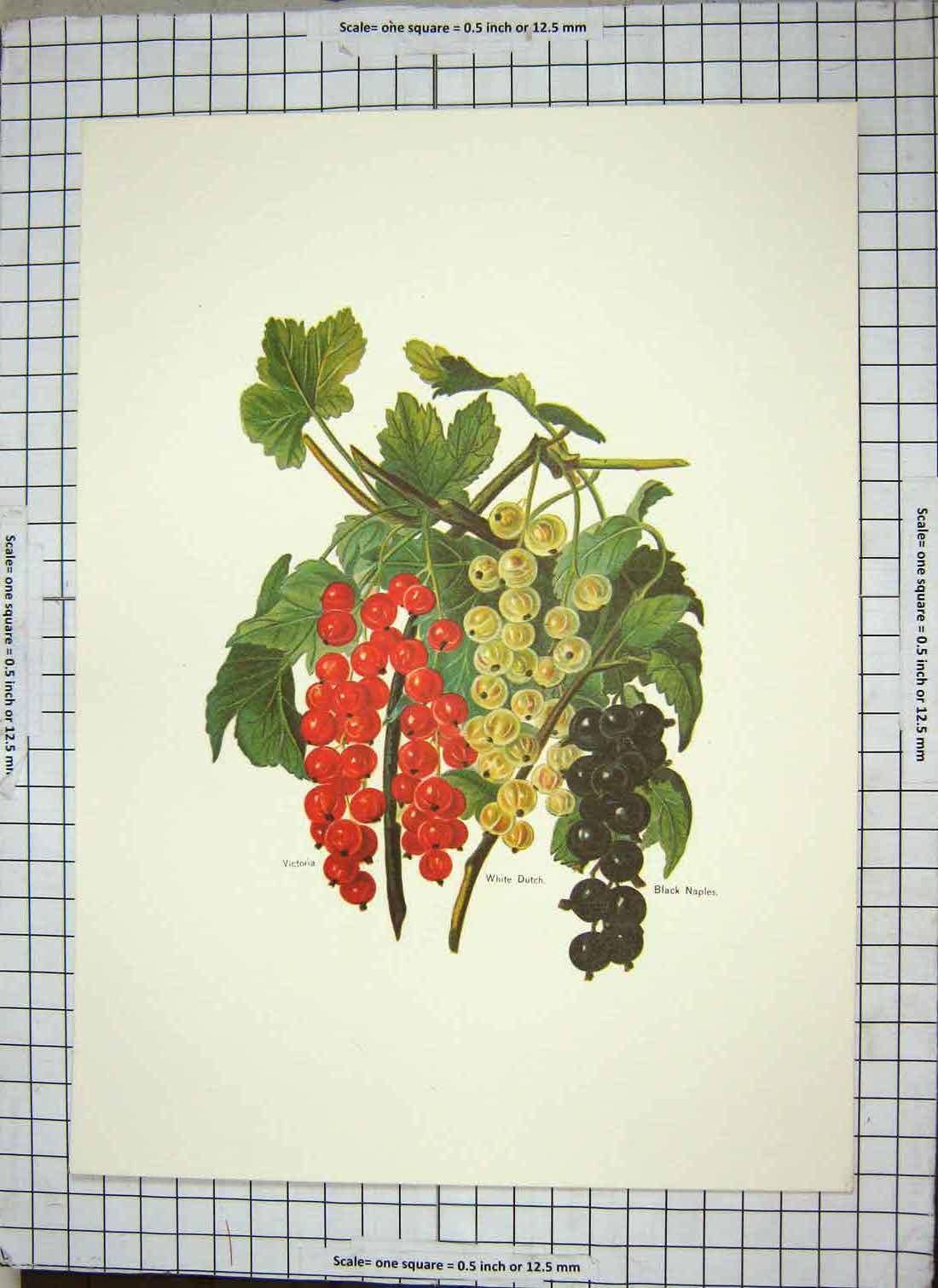 Original Old Antique Print Restrike Currants Victoria White Dutch Black Naples