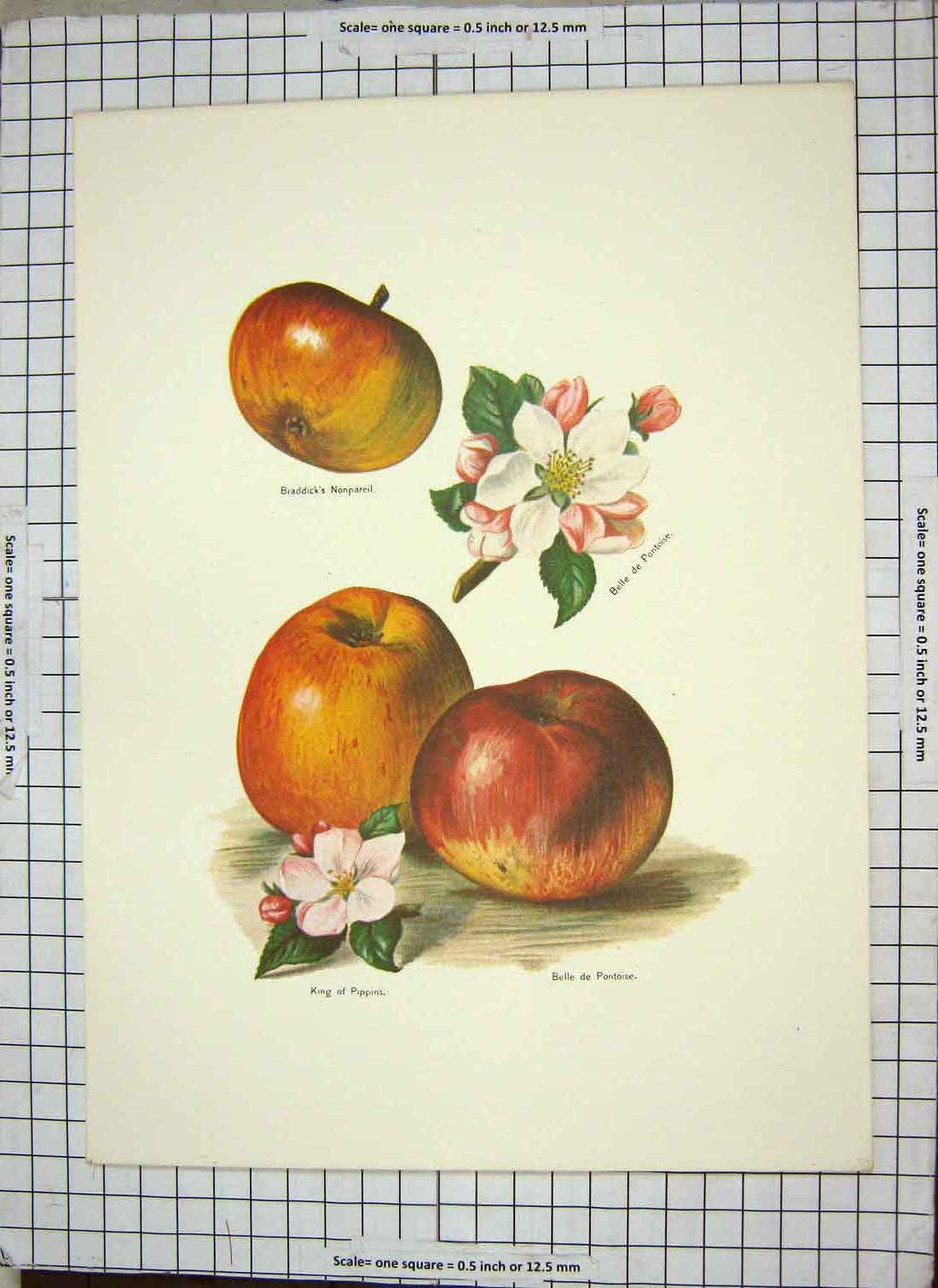 Original Old Antique Print Apples King Pippins Belle De Pontoise Braddicks