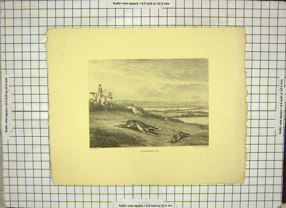 Original Old Antique Print Restrike Hare Coursing 1799 By Howitt 18th Century