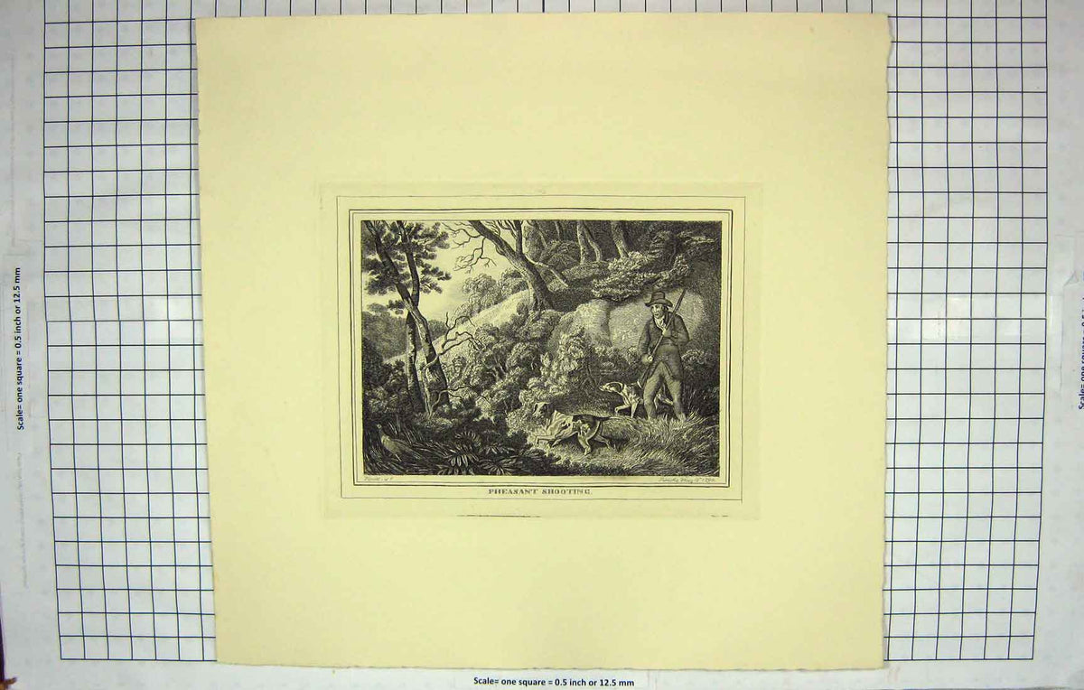 Original Old Antique Print Restrike Pheasant Shooting By Howitt 1798 18th