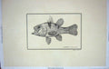 Original Old Antique Print Restrike Fish Werner Apogon Trimaculatus Plee C1800