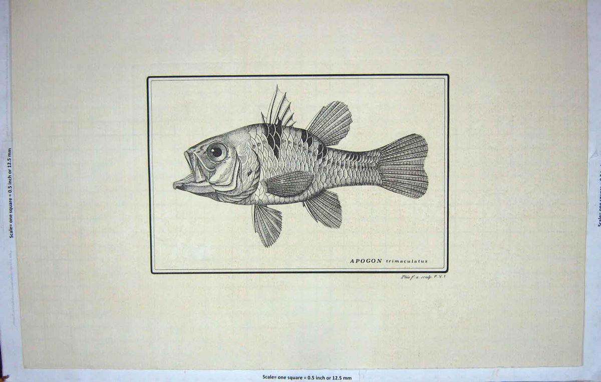 Original Old Antique Print Restrike Fish Werner Apogon Trimaculatus Plee C1800