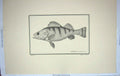 Old Antique Print Restrike Fish Werner Perca Granulata Sculp Plee C1800 19th