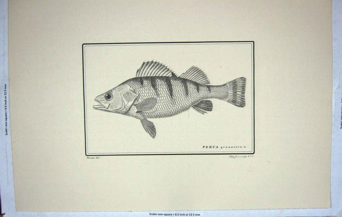 Old Antique Print Restrike Fish Werner Perca Granulata Sculp Plee C1800 19th
