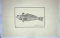 Old Old Print Restrike Fish Werner Trachuinus Radiatus Schmelth C1800 19th