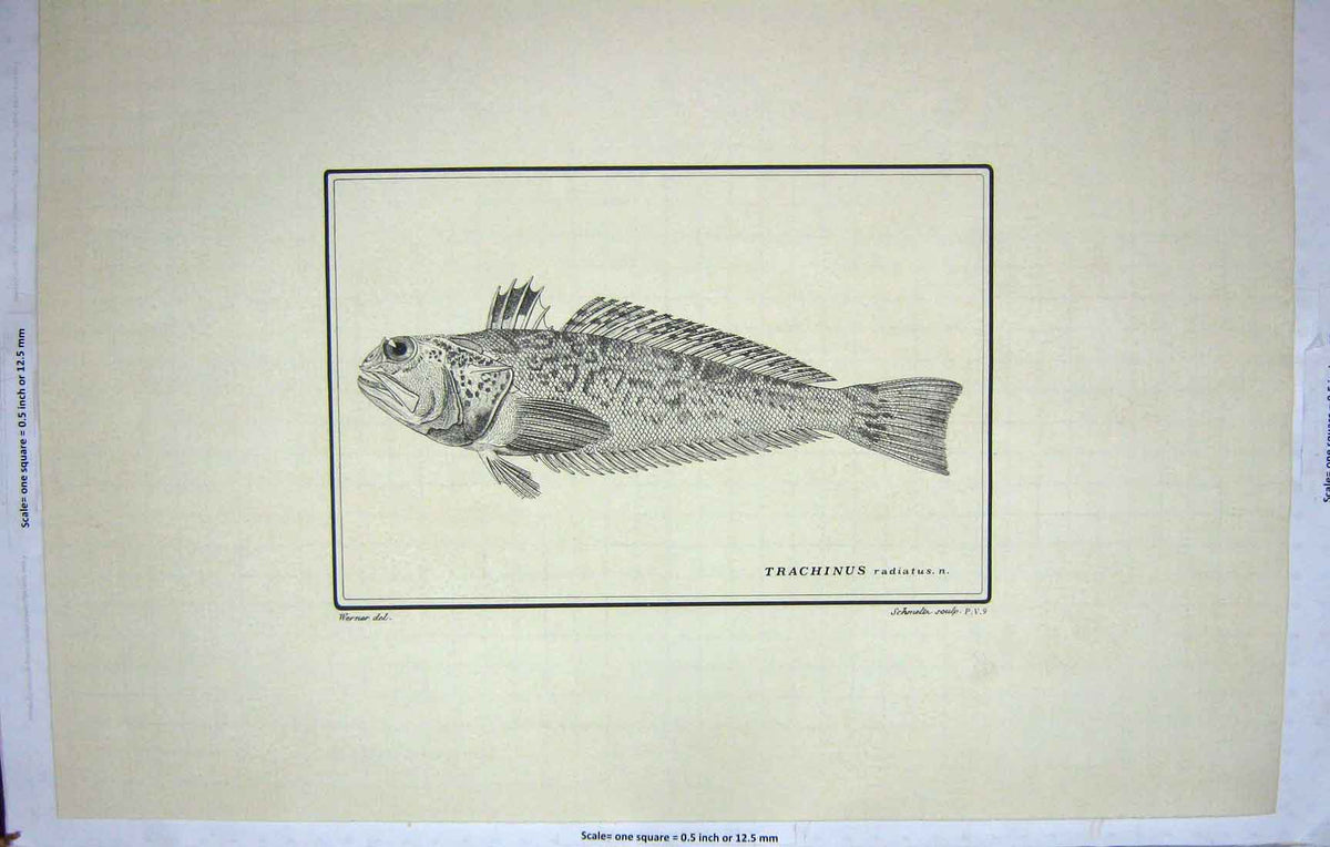 Old Old Print Restrike Fish Werner Trachuinus Radiatus Schmelth C1800 19th