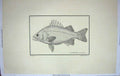 Original Old Antique Print Restrike Fish Werner P. Labrax Schmelth C1800 Large