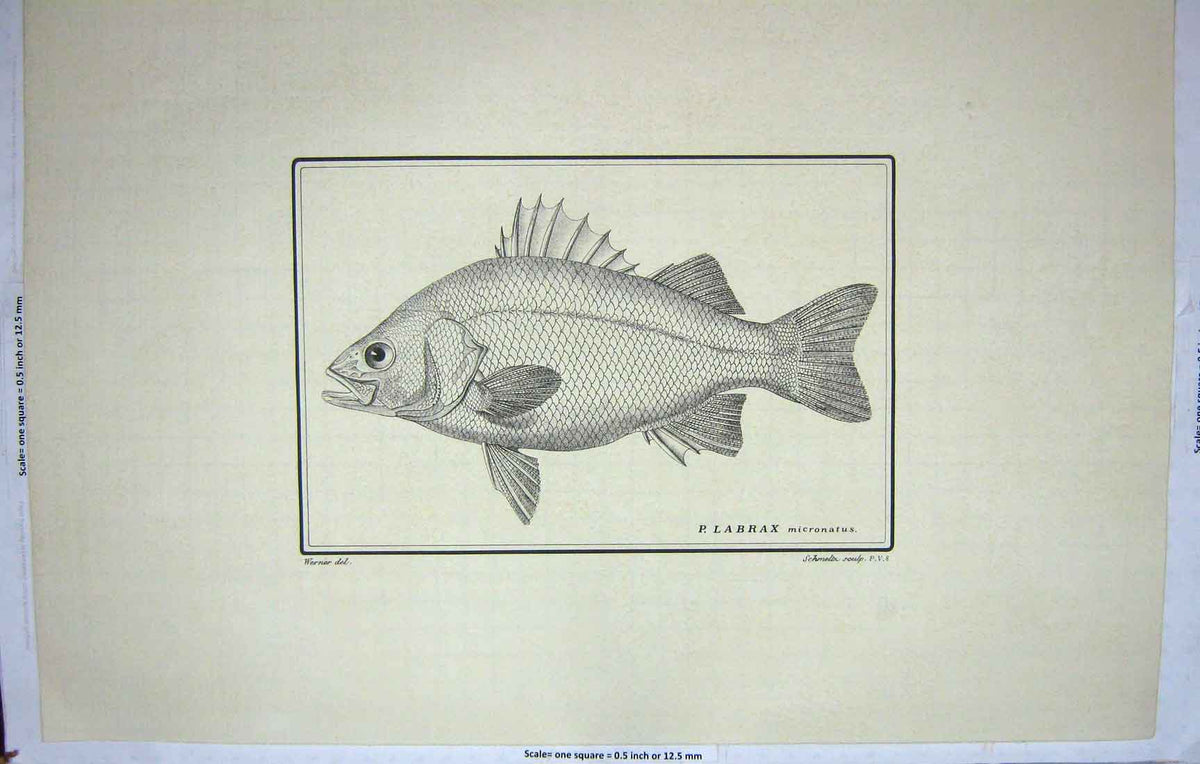 Original Old Antique Print Restrike Fish Werner P. Labrax Schmelth C1800 Large