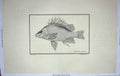 Old Antique Print Restrike Fish Werner Datina Argentea Sculp Smith C1800 19th