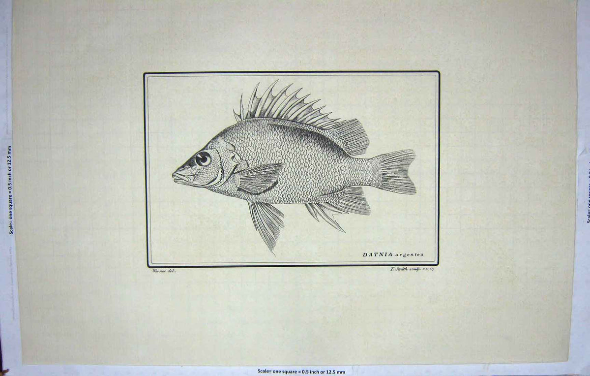 Old Antique Print Restrike Fish Werner Datina Argentea Sculp Smith C1800 19th