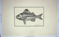 Original Old Antique Print Restrike Fish Werner Therapon Theraps Large C1800