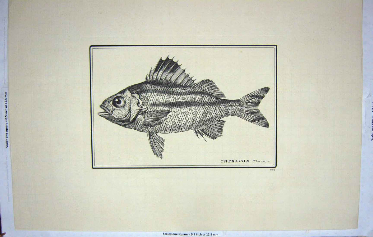 Original Old Antique Print Restrike Fish Werner Therapon Theraps Large C1800