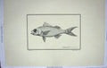 Old Antique Print Restrike Fish Werner Serranus Oculatus Schmelth C1801 19th