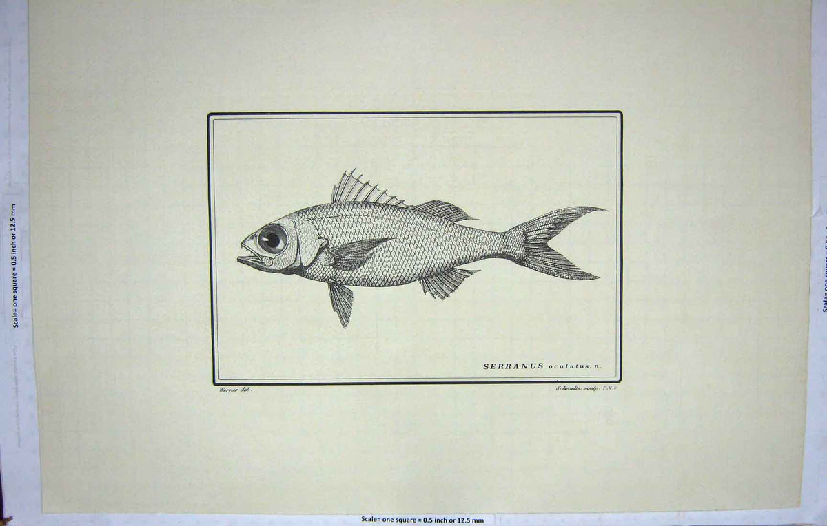 Old Antique Print Restrike Fish Werner Serranus Oculatus Schmelth C1801 19th