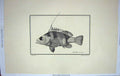 Old Antique Print Restrike Fish Werner Dules Auriga Schmelth Large C1802 19th