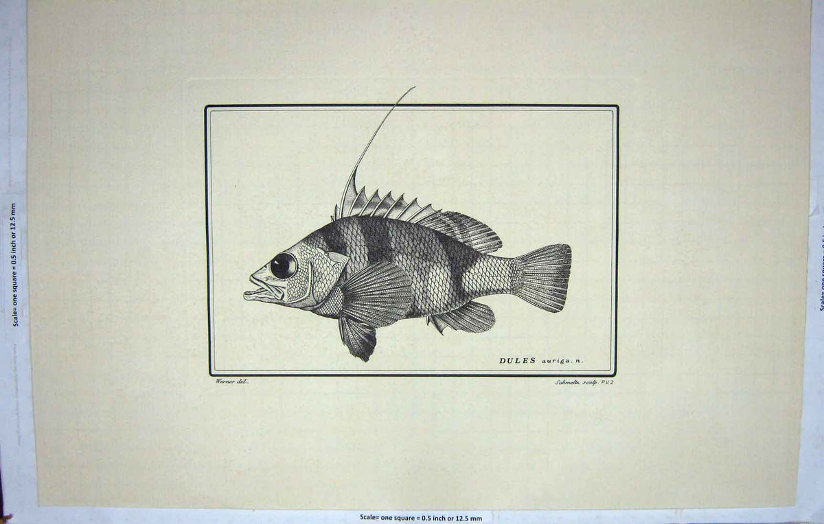Old Antique Print Restrike Fish Werner Dules Auriga Schmelth Large C1802 19th