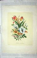 Original Old Antique Print Lilium Auratum Lily Flowre By Prevost