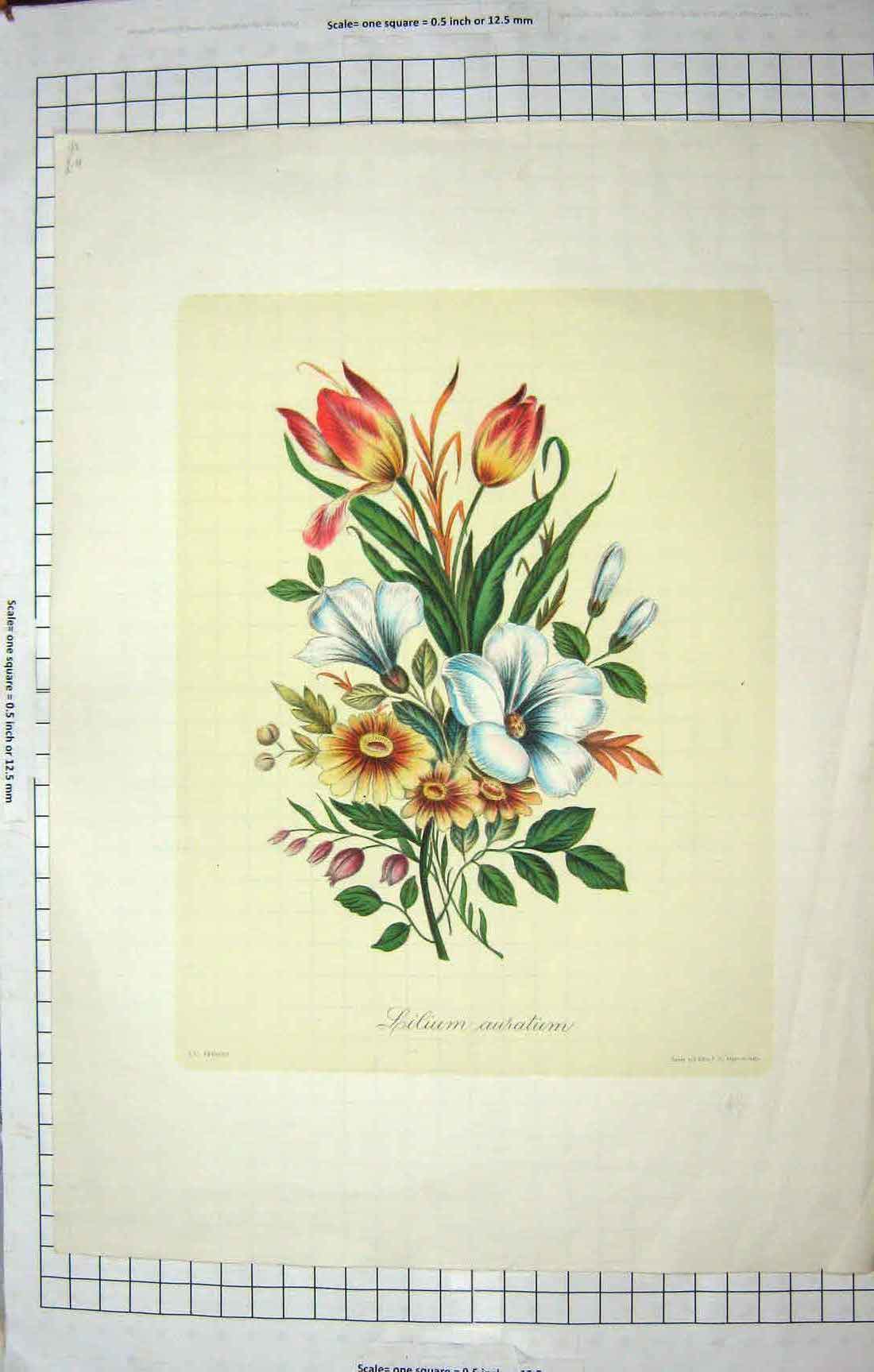 Original Old Antique Print Lilium Auratum Lily Flowre By Prevost