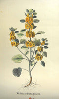 Original Old Antique Print Restrike Extra Long Moluca Odorata Spinosa Lilium