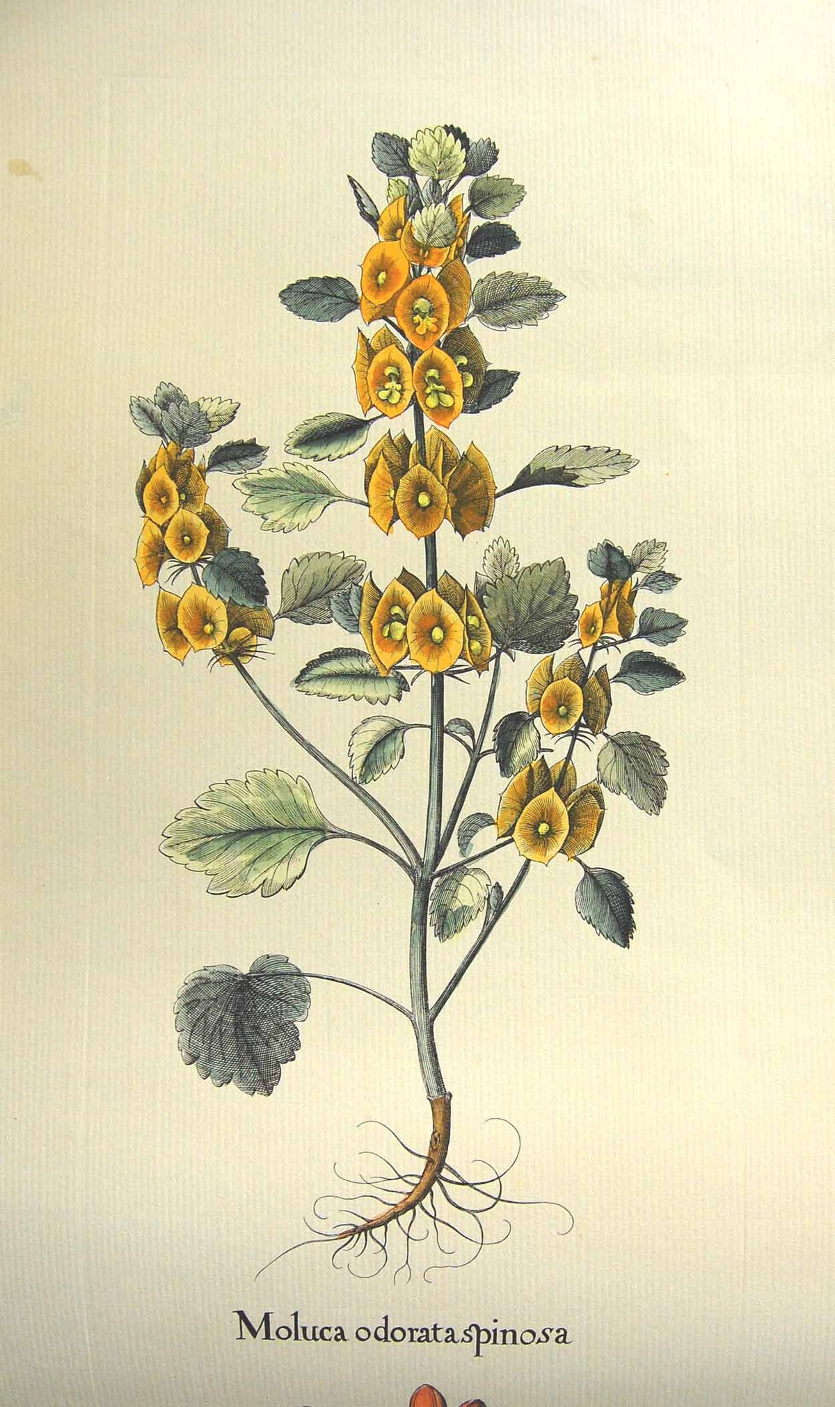 Original Old Antique Print Restrike Extra Long Moluca Odorata Spinosa Lilium