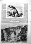 Antique Old Print Sandy Dog Crimea Results Blasting Operation Holyhead 1856