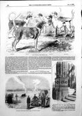 Old Antique Print Royal Staghounds Experiment Disneys Shell Woolwich 1856 19th