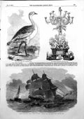 Old Print Male Bustard Collision Channel Mangerton Josephine Willis 1856 19th