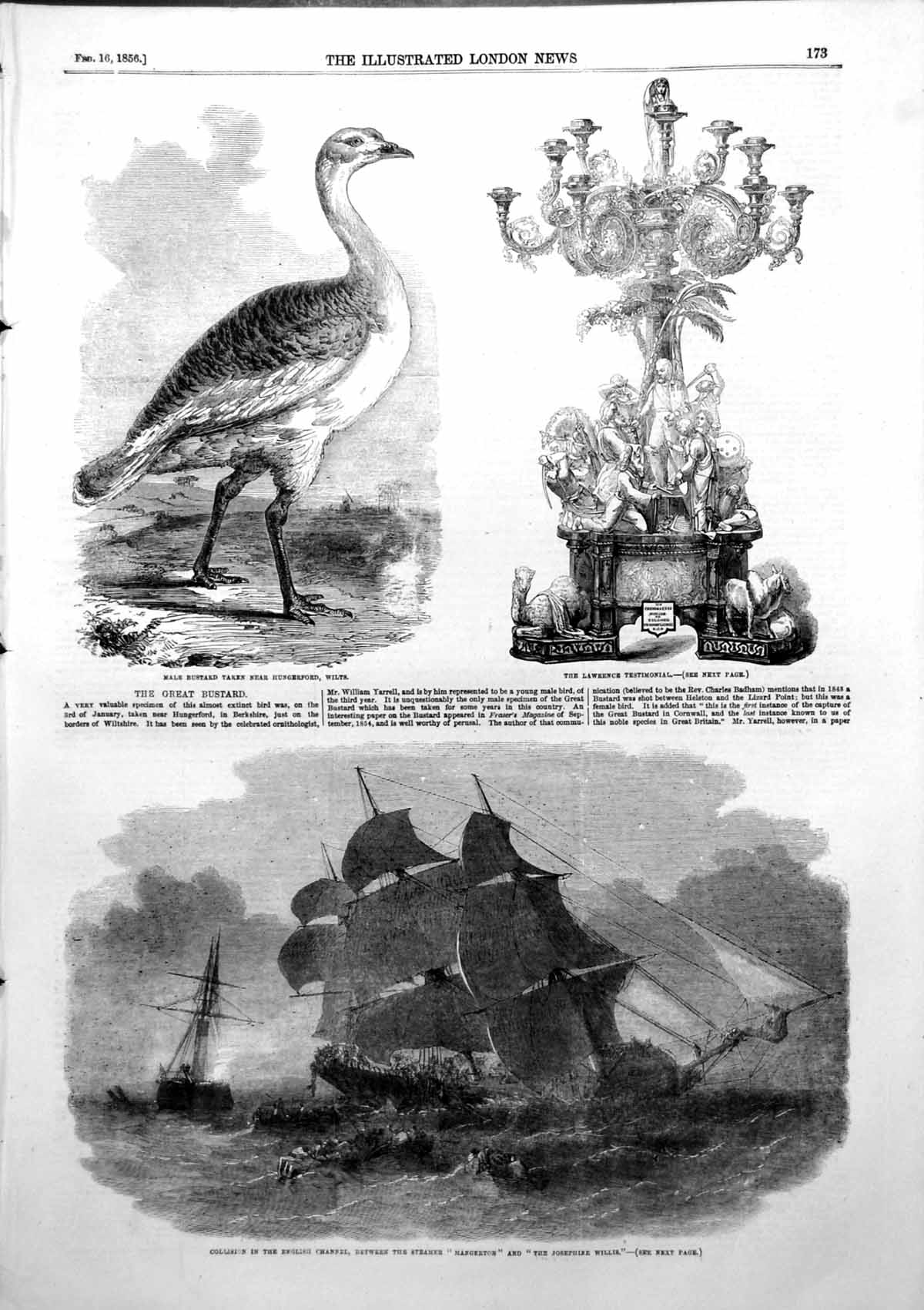 Old Print Male Bustard Collision Channel Mangerton Josephine Willis 1856 19th