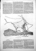 Old Print Plan Battle Olteniza Map Turkish Batteries Russian Forces 1853 19th