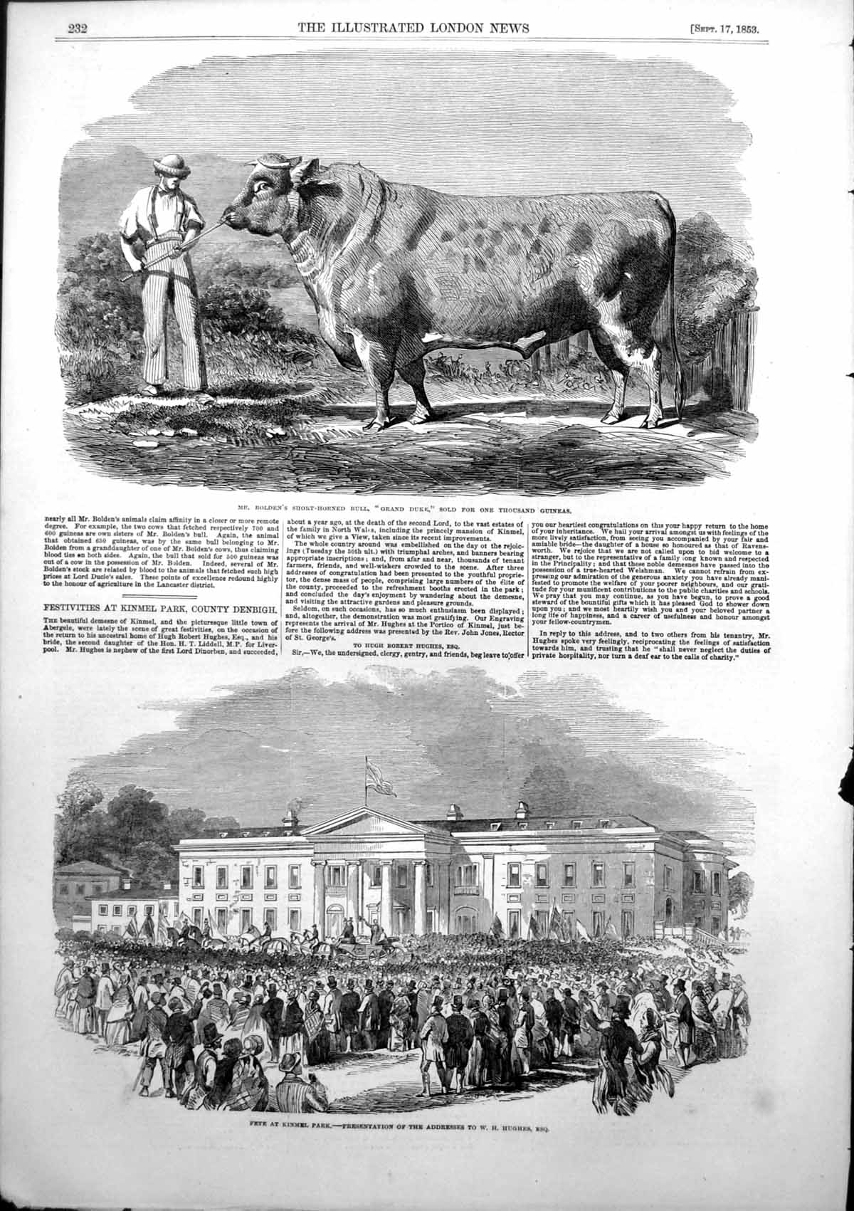 Old Antique Print Fete Kinmel Park County Denbigh Short Horned Bull 1853 19th