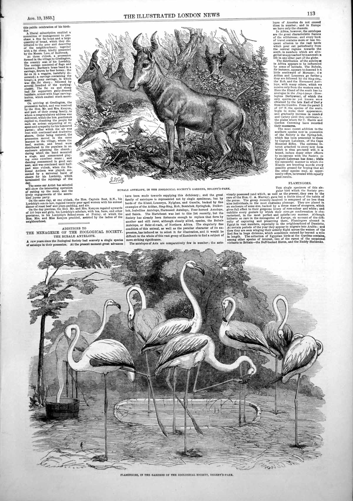 Antique Old Print Bubale Antelope Flamingoes Zoo Gardens Regents Park 1853 19th