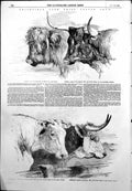 Antique Print Smithfield Prize Cattle Show Devons Herefords Shorthorns 1855