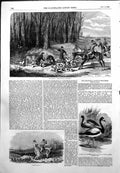 Old Print Fox Hunting Horses Australian Swan Geese Zoo Regents Park 1855 19th