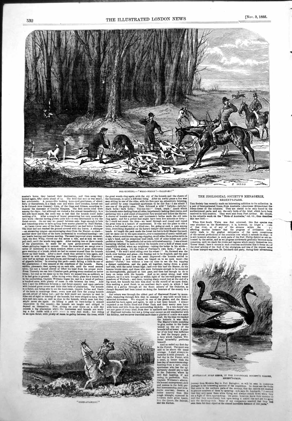 Old Print Fox Hunting Horses Australian Swan Geese Zoo Regents Park 1855 19th