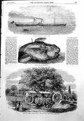 Antique Print Sunfish Caught Cork Harbour Removal Tree Barrons Machine1855 19th