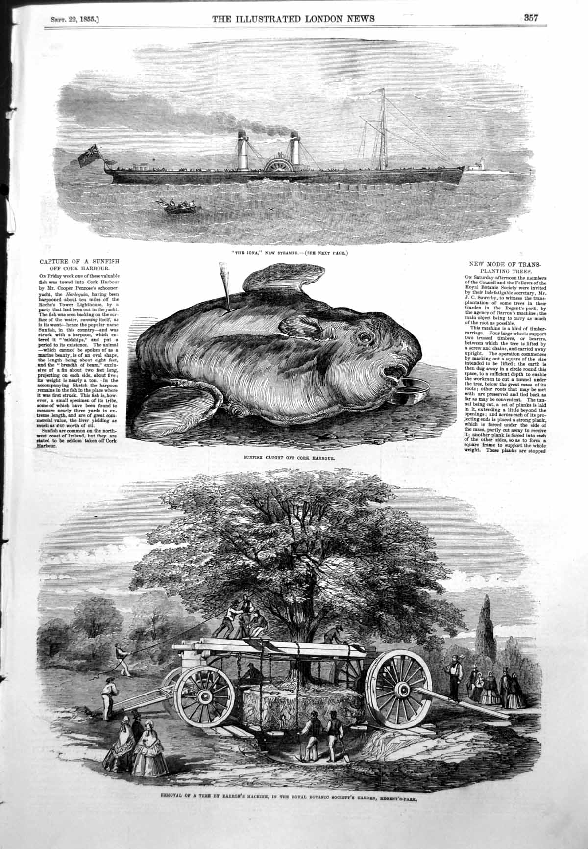 Antique Print Sunfish Caught Cork Harbour Removal Tree Barrons Machine1855 19th