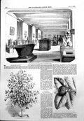 Antique Old Print Greco Roman Room Museum Fruit Mangosteen Sion House 1855 19th