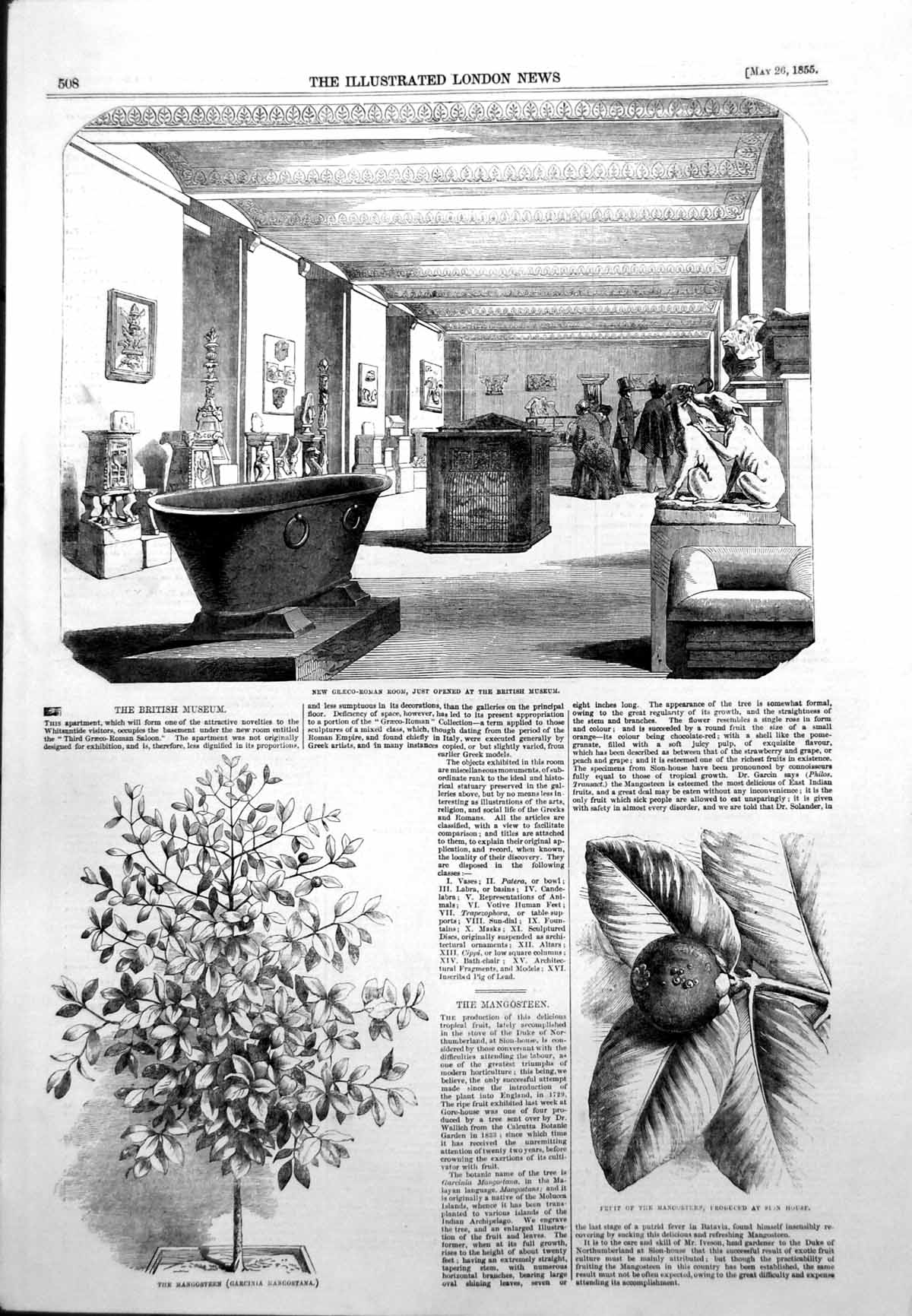 Antique Old Print Greco Roman Room Museum Fruit Mangosteen Sion House 1855 19th