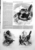 Old Antique Print Grey Breasted Hill Toucan Goulds Toucanet Aracari 1855 19th