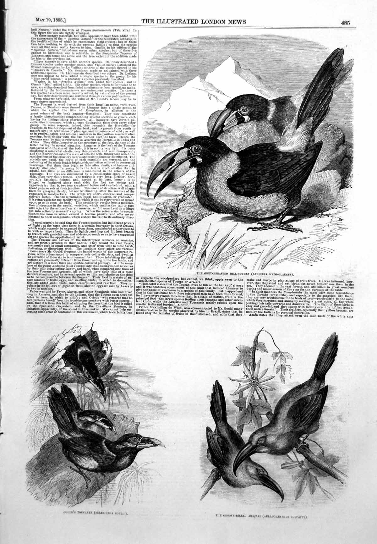 Old Antique Print Grey Breasted Hill Toucan Goulds Toucanet Aracari 1855 19th