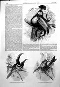 Antique Old Print Toco Toucan Many Banded Aracari Curl Crested Aracari 1855