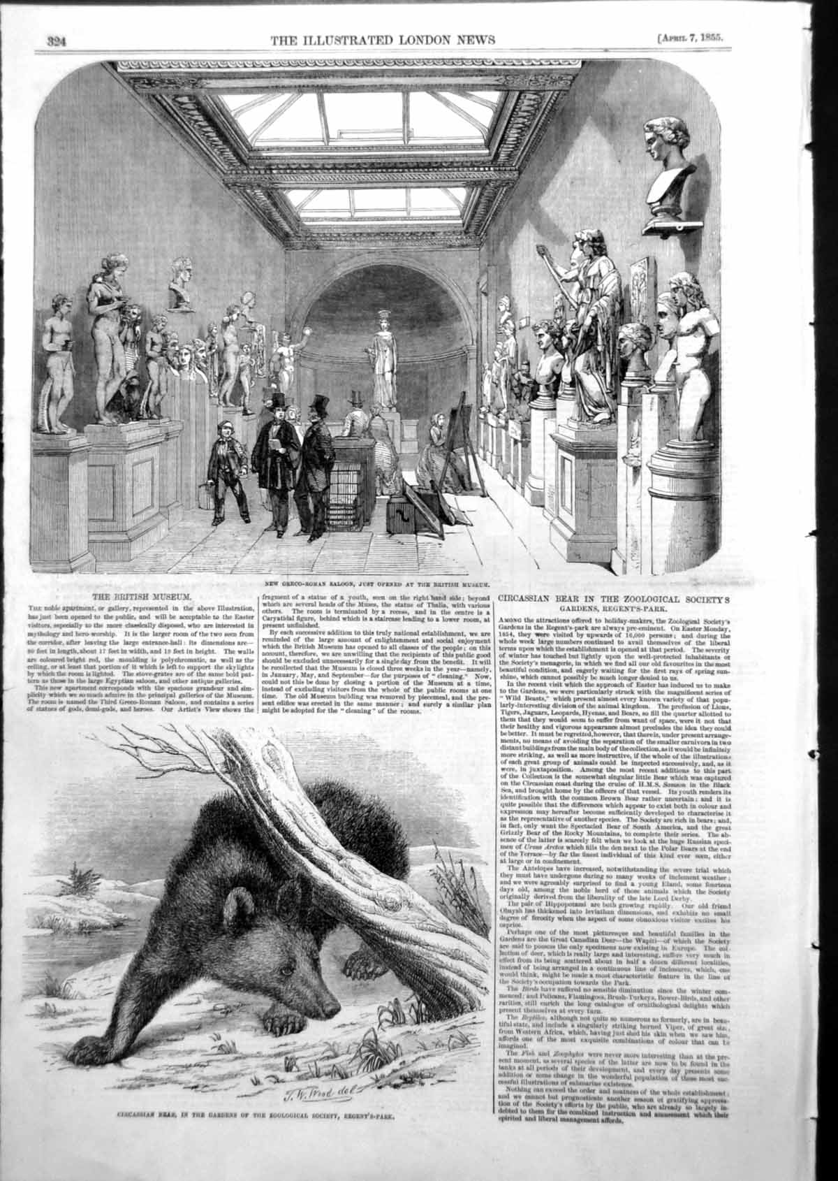 Antique Old Print Greco Roman Saloon British Museum Circassian Bear Zoo 1855
