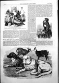 Old Print Bernese Girl Suabian Saxon Pigeons St Bernard Dogs Chamois 1855 19th