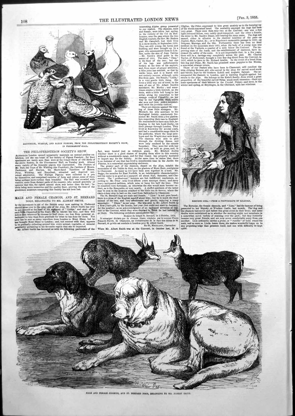Old Print Bernese Girl Suabian Saxon Pigeons St Bernard Dogs Chamois 1855 19th