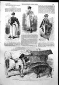 Antique Old Print Hungarian Shepherd Herdsman Prize Cattle Pigs Paris 1856 19th
